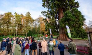 20251113_mammoetboom ledeboerpark_boom van het jaar