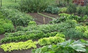 58833 moestuin