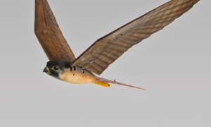 60573 robird4 620x350