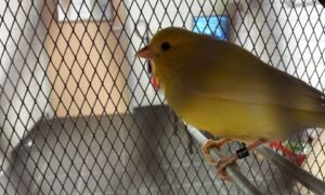 62550 vogeltje karwei