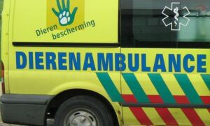 62899 dierenambulance