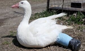 71634 Gans