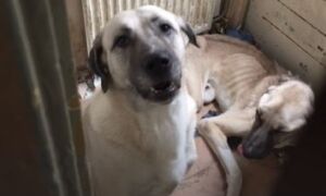 75981 verwaarloosde hond