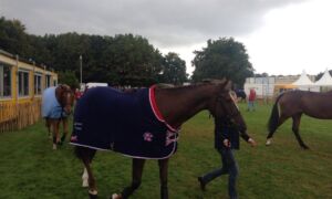 76992 paard MBE2015