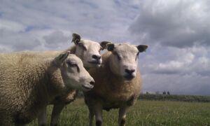 78167 Schapen in de wei