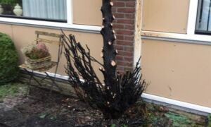 85629 reigerstraat