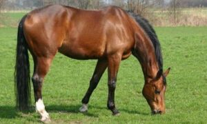 87698 paard