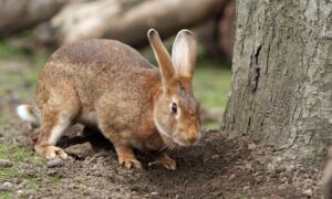 88006 bunny 164948 960 720