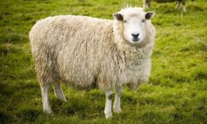 89891 schaap