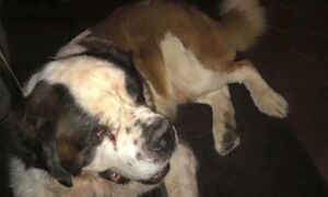 91096 hond joop