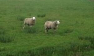 91533 schapen