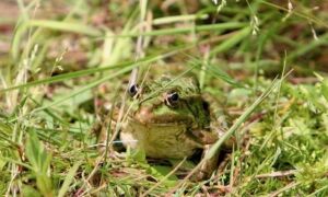 92592 frog 683988 640