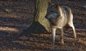 93476 wolf