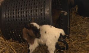94040 lammetjes
