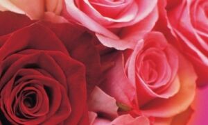 97665 valentijnsdag