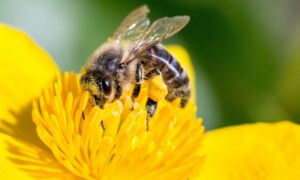 Blije bijen Oldenzaal en Losser