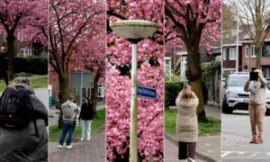 Bloesems Hoge Boekelerweg 2026 thumb beelden News United Dennis Bakker