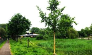 Bomen geknakt 2