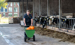 Gerben Rouhof Bornerbroek pompoenen