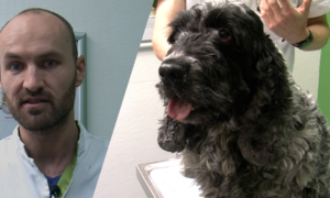 Foto Pip met de dierenarts