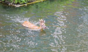 Hert in het water