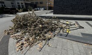 IMG 3672 stormschade tak beursstraat1