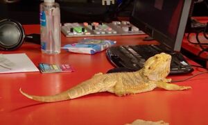 Jan de rode baardagame