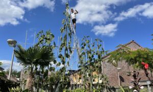 Jeroen op de ladder 2022 09 02 122437 tawe