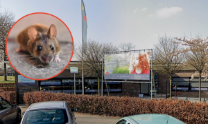 Kinderopvang Piccolo muizenoverlast Google Maps en Pixabay