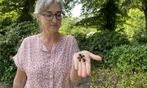 Leontine Uijthof met Aziatische Hoornaar Geelpoothoornaar 1 Twente