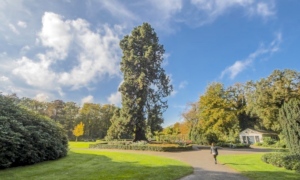 Mammoetboom Ledeboerpark Enschede foto 1 Twente