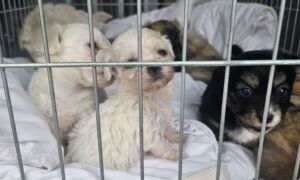 Pups Almelo