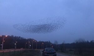 Spreeuwen Vliegveld Twenthe