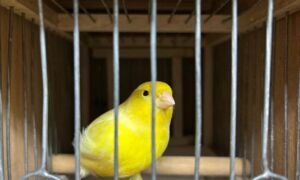 Vogelshow Rijssen 01