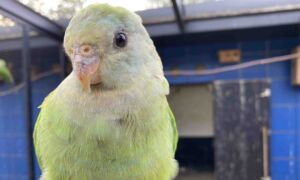 Voliere Vogelverblijf Vogels Volkspark Niels Veurink 2022 05 26 171900 kars