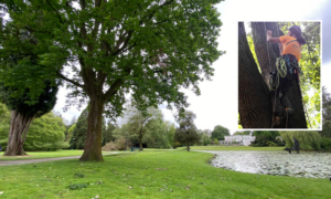 Volkspark NK Boomspecialisten 2026 aankondiging