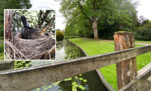 Volkspark klimwedstrijd en broedende vogels foto 1 Twente inzet Pixabay