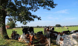 Volthe Gemeente Dinkelland Koeien