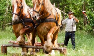 Wedstrijd Boomslepen met paarden Hezingen