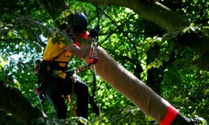 NK Boomspecialisten Volkspark