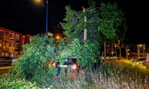 botsing - ongeluk - auto - boom - Oliemolensingel