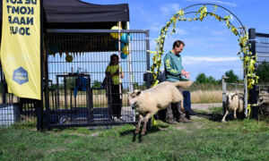 Wierden enter dolbije schapen Vrijopnaam