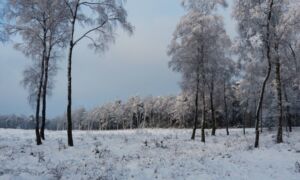 Winterbeeld
