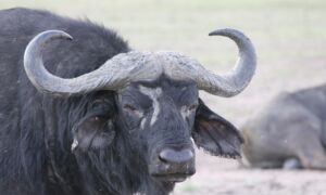 Buffalo 5070190 1920