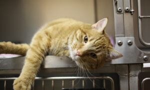 Dierenarts kat dier poes
