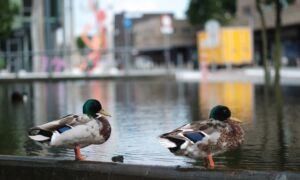 Eenden Ernst Bergboer