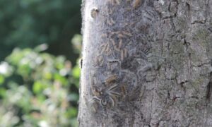 Eikenprocessierups is er weer