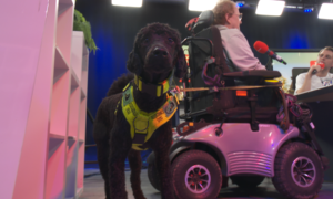 Jacqueline groot kormelink hulphond fats