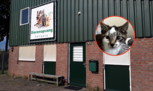 Kittenkijkavond