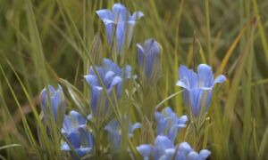 Klokjesgentiaan aamsveen